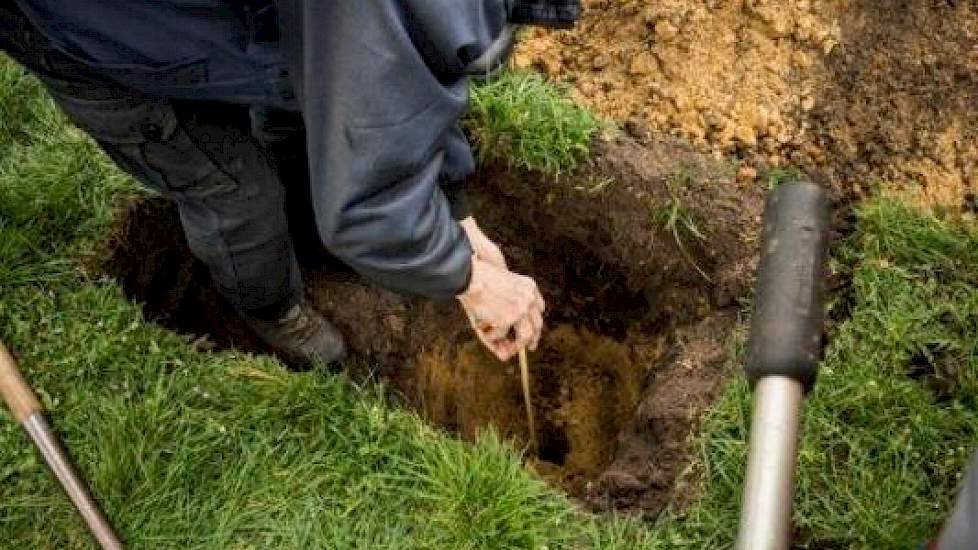 Het grondwater wordt gepeild op 170 cm. In deze humusarme zandgrond is daarom ook nu al geen sprake meer van capillaire werking. De plant heeft dus geen profijt van het aanwezige grondwater.