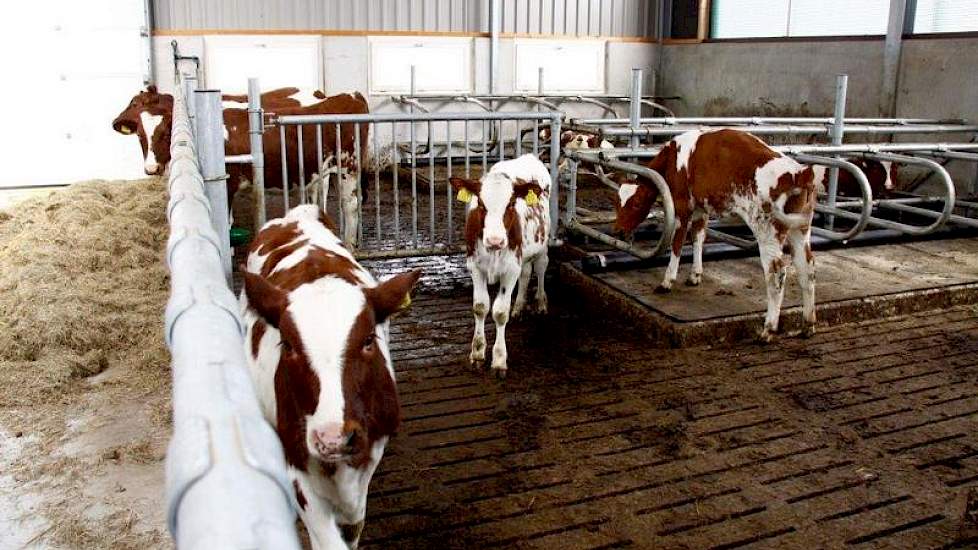 De pinken worden blijven tot 9 maanden in de jongveestal. Daarna gaan ze naar de ligboxenstal.