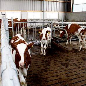 De pinken worden blijven tot 9 maanden in de jongveestal. Daarna gaan ze naar de ligboxenstal.