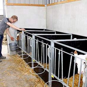 De kalveren worden in de loods gehuisvest. De nuchtere kalveren komen eerst 1 tot 2 weken in eenlingboxen.