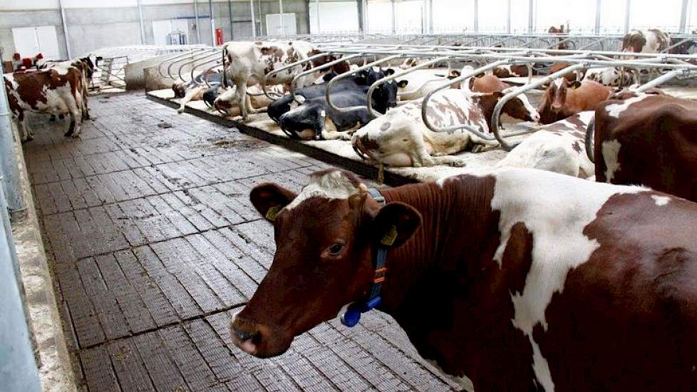 In de oude stal op de andere locatie lieten de koeien de tochtigheid moeilijk zien. Met de emissiearme vloer van Swaans Beton wordt de tochtigheid van de koeien al veel beter gezien.