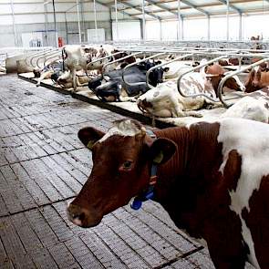 In de oude stal op de andere locatie lieten de koeien de tochtigheid moeilijk zien. Met de emissiearme vloer van Swaans Beton wordt de tochtigheid van de koeien al veel beter gezien.