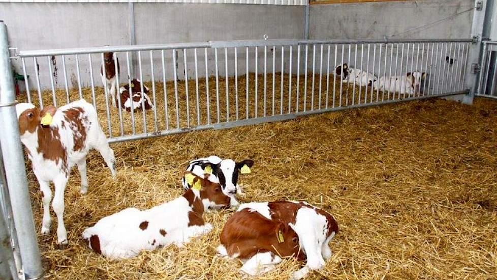 De vaarskalveren worden na de eenlingboxen in groepshokken op stro gehuisvest.