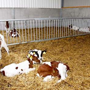 De vaarskalveren worden na de eenlingboxen in groepshokken op stro gehuisvest.