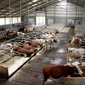 Zicht vanaf de balustrade boven de melkrobots. Er is wel gedacht aan diepstrooiselboxen maar gezien de extra arbeid, is er toch gekozen voor een koematras. Dit is de pasturemat van Cowhouse geworden.