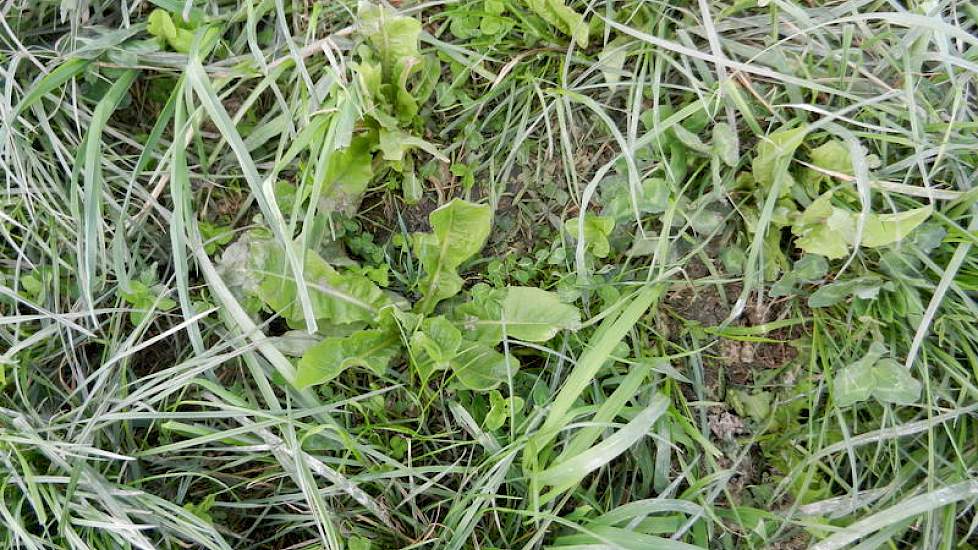 Op de 37 hectare veengrond worden de koeien op dit moment geweid in een mengsel van één derde gras, één derde klaver en één derde kruiden. Er zijn een aantal percelen met dit gras ingezaaid. De ingezaaide percelen leveren volgens Brunia op dit moment een