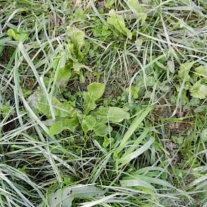 Op de 37 hectare veengrond worden de koeien op dit moment geweid in een mengsel van één derde gras, één derde klaver en één derde kruiden. Er zijn een aantal percelen met dit gras ingezaaid. De ingezaaide percelen leveren volgens Brunia op dit moment een