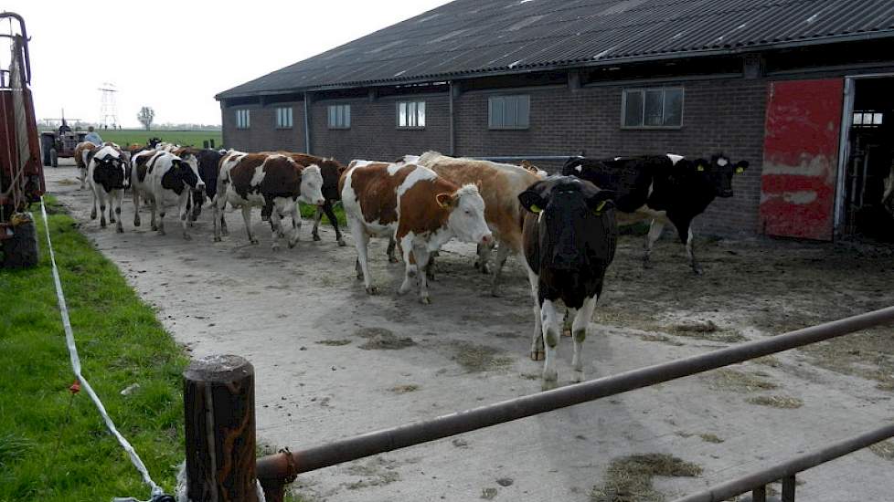 De vaarzen, die twee jaar terug als kalf zijn aangekocht, kalven allemaal in twee tot drie maand tijd af en lopen dag en nacht buiten. De stal en het land was eerder in gebruik om pinken voor een andere veehouder op te fokken.