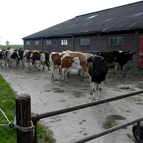 De vaarzen, die twee jaar terug als kalf zijn aangekocht, kalven allemaal in twee tot drie maand tijd af en lopen dag en nacht buiten. De stal en het land was eerder in gebruik om pinken voor een andere veehouder op te fokken.