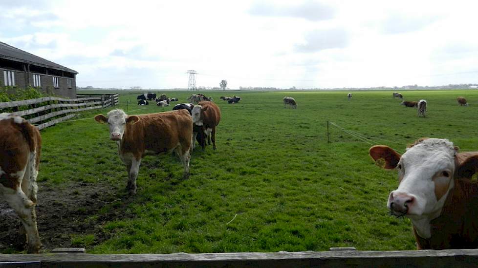 Brunia heeft bewust gekozen om de melk via deze weg af te zetten en niet te kiezen voor biologisch. Wanneer er werd gekozen om biologisch te produceren kon hij niet meer meedoen met derogatie wat betekent dat hij minder koeien kan melken voor de plaatsing