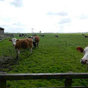 Brunia heeft bewust gekozen om de melk via deze weg af te zetten en niet te kiezen voor biologisch. Wanneer er werd gekozen om biologisch te produceren kon hij niet meer meedoen met derogatie wat betekent dat hij minder koeien kan melken voor de plaatsing