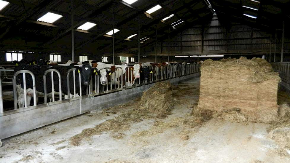 In de stal wordt heel beperkt wat kuil bijgevoerd. Volgens de veehouder is dit ongeveer 5 procent van het rantsoen en is vooral bedoelt als structuuraanvulling.