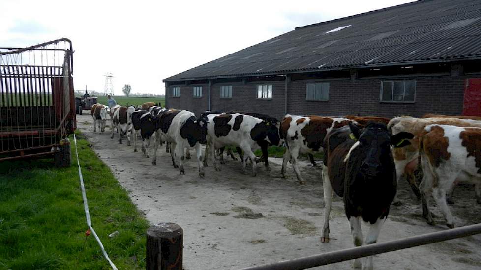 De veestapel bestaat uit zuivere Fleckvieh en zuiver Fries Hollands. De veehouder wil alleen verder met Fries Hollands omdat de Fleckviehvaarzen naar zijn mening te veel groeien, wat ten koste gaat van de melk.