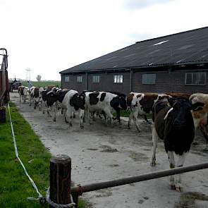 De veestapel bestaat uit zuivere Fleckvieh en zuiver Fries Hollands. De veehouder wil alleen verder met Fries Hollands omdat de Fleckviehvaarzen naar zijn mening te veel groeien, wat ten koste gaat van de melk.