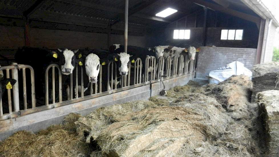 Vanwege de voorraad kuil en om de koeien zoveel mogelijk te kunnen laten weiden, wordt een gedeelte van het jongvee nog even binnen gelaten. Deze dieren gaan in de zomer ook naar buiten.