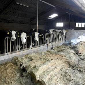 Vanwege de voorraad kuil en om de koeien zoveel mogelijk te kunnen laten weiden, wordt een gedeelte van het jongvee nog even binnen gelaten. Deze dieren gaan in de zomer ook naar buiten.