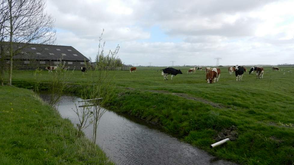 Naast de stal lopen de dieren die nog moeten afkalven. Voor dit jaar is er wat quotum gekocht. Na 2015 wil Brunia doorgroeien naar ongeveer 70 melkkoeien en 450.000 tot 500.000 kilo afgeleverde melk per jaar.