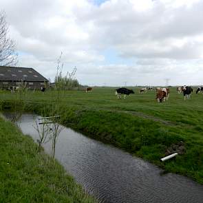 Naast de stal lopen de dieren die nog moeten afkalven. Voor dit jaar is er wat quotum gekocht. Na 2015 wil Brunia doorgroeien naar ongeveer 70 melkkoeien en 450.000 tot 500.000 kilo afgeleverde melk per jaar.