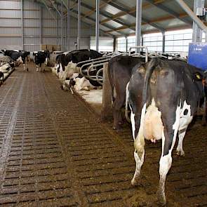 In de Maatlat-stal ligt verder een emissie-arme Veld-V ecovloer.