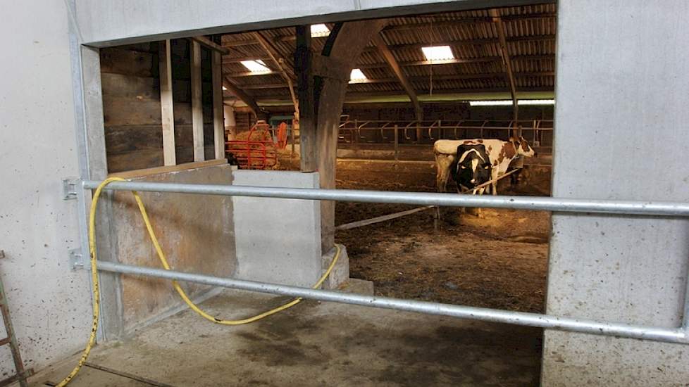 Net voor de melkput werd een doorbraak gemaakt naar de oude stal, waar de hoogdragende en verse koeien in een strostal verblijven. Momenteel zijn het er niet veel, dus is de ruimte tijdelijk verkleind met een sjorband.