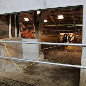 Net voor de melkput werd een doorbraak gemaakt naar de oude stal, waar de hoogdragende en verse koeien in een strostal verblijven. Momenteel zijn het er niet veel, dus is de ruimte tijdelijk verkleind met een sjorband.