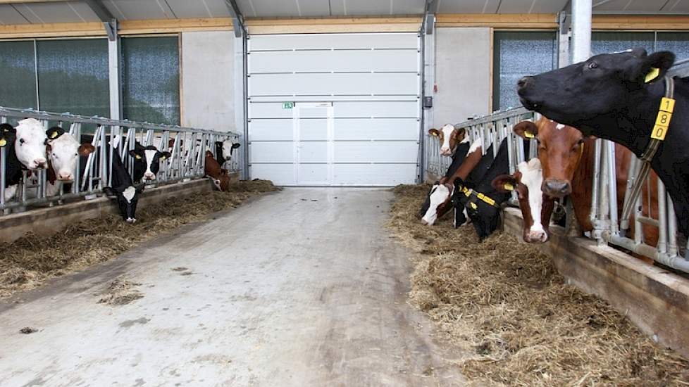 Het melkvee is een bonte mix van kruislingen: MRIJ x Holstein en later werden daar nog Brown Swiss en Montbéliarde bij ingekruist. 'Ik houd wel van een beetje afwisseling in de stal', geeft Fuchs aan.