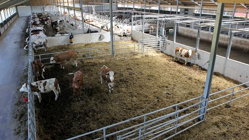 Overzicht van de ligboxenstal. De emissiearme GZ-vloer van Swaans Beton wordt schoongehouden door twee mestrobots.