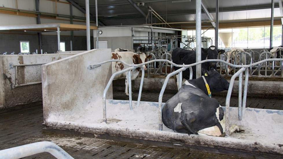 Heel blij is Groot met de meter loopruimte voor de boxen. Als boxvulling wordt een mengsel van kokos, kleikorrels en kalk gestrooid.