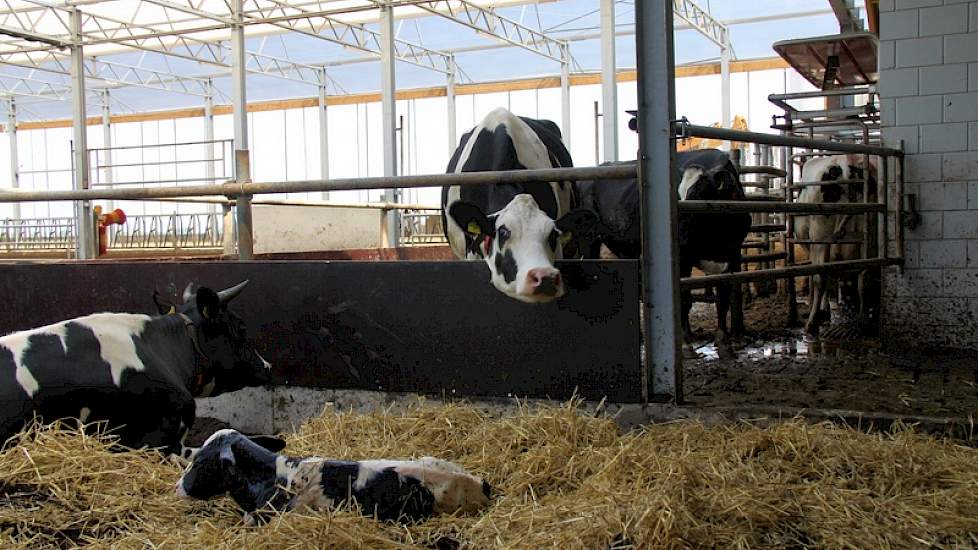 De koeien worden gemolken door middel van twee Lely-melkrobots. Ze kalven in het strohok die zich naast de robots bevindt.