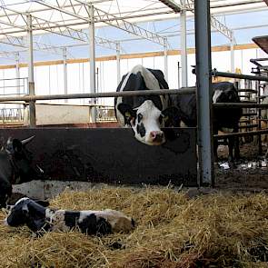 De koeien worden gemolken door middel van twee Lely-melkrobots. Ze kalven in het strohok die zich naast de robots bevindt.