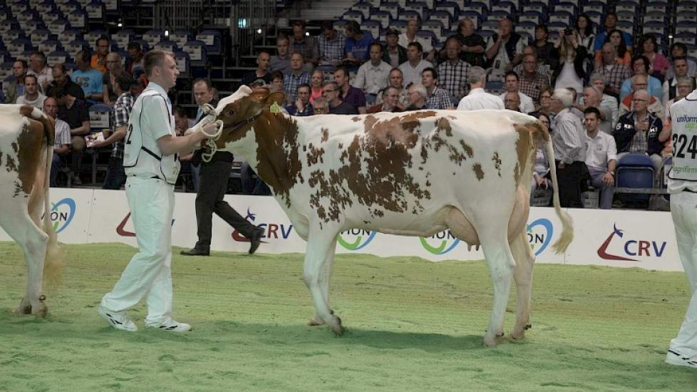 Brooklyn-dochter Marie 861 (eigenaar G.J. Lammertink, Enter)