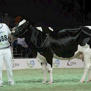 Jeroen-dochter Southland Belle (eigenaar Mts. A. & T. & J.W.C. van Willigen, Vuren)