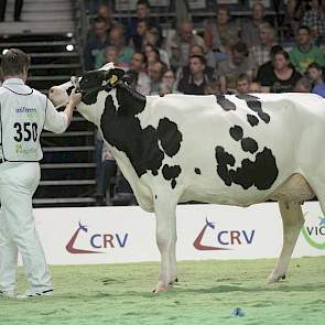 Goldmar-dochter Koos 1480 (eigenaar Mts. J. & P. & A. van Erp, Midwolde)