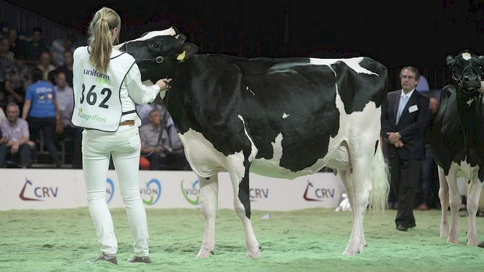 Atwood-dochter Gossel Holstein Paulona 102 (eigenaar S. & G. & R. & B. Engelen, Grashoek)