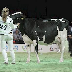 Atwood-dochter Gossel Holstein Paulona 102 (eigenaar S. & G. & R. & B. Engelen, Grashoek)