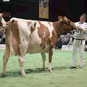 Talentino-dochter Patty (eigenaar B.A.P. Elderink, Rossum)