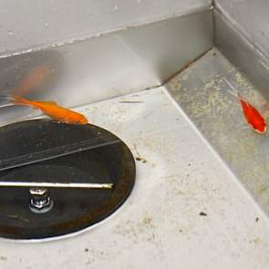 De goudvissen in de waterbak zijn bedoeld om water te zuiveren.