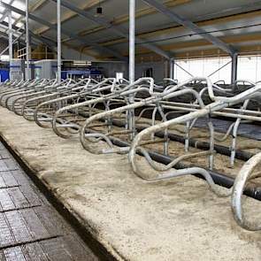 De familie melkt stamboek MRIJ-koeien die volgens hen beter beenwerk hebben dan Holstein-koeien. Diepstrooisel is volgens hen met MRIJ niet nodig en het scheelt ook in de strooiselkosten.