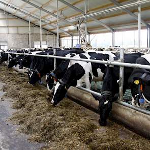 De familie koos voor driekwart van de stal voor een voerbuis. Volgens Henk Tankink biedt dit de koeien meer vrijheid, wat de voeropname bevorderd.