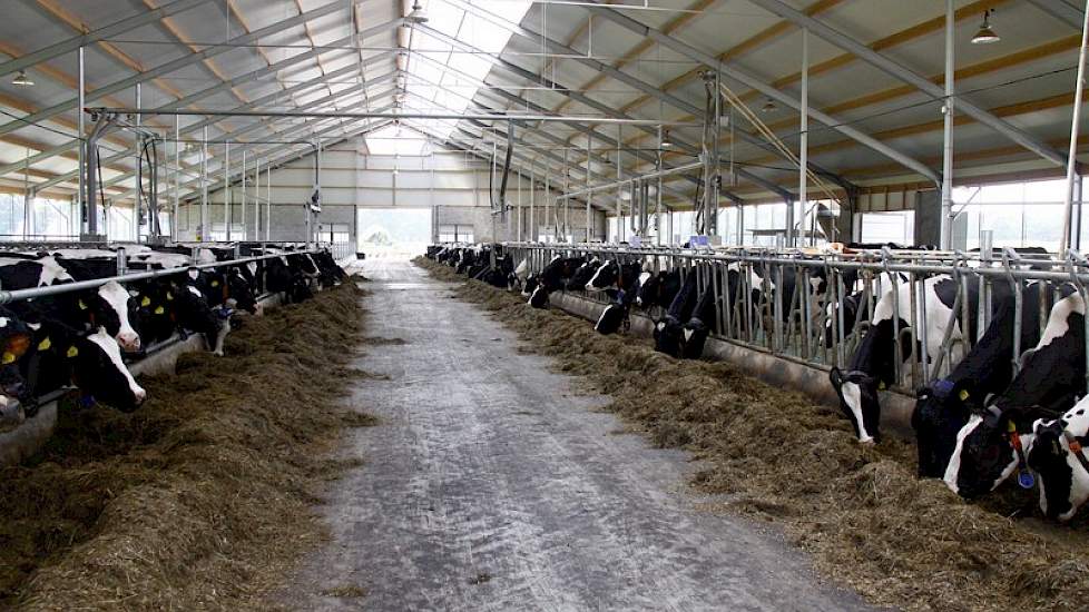 Een overzicht vanaf het voerpad. De koeien zijn in een hoog- en laagproductieve groep verdeeld.