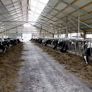 Een overzicht vanaf het voerpad. De koeien zijn in een hoog- en laagproductieve groep verdeeld.