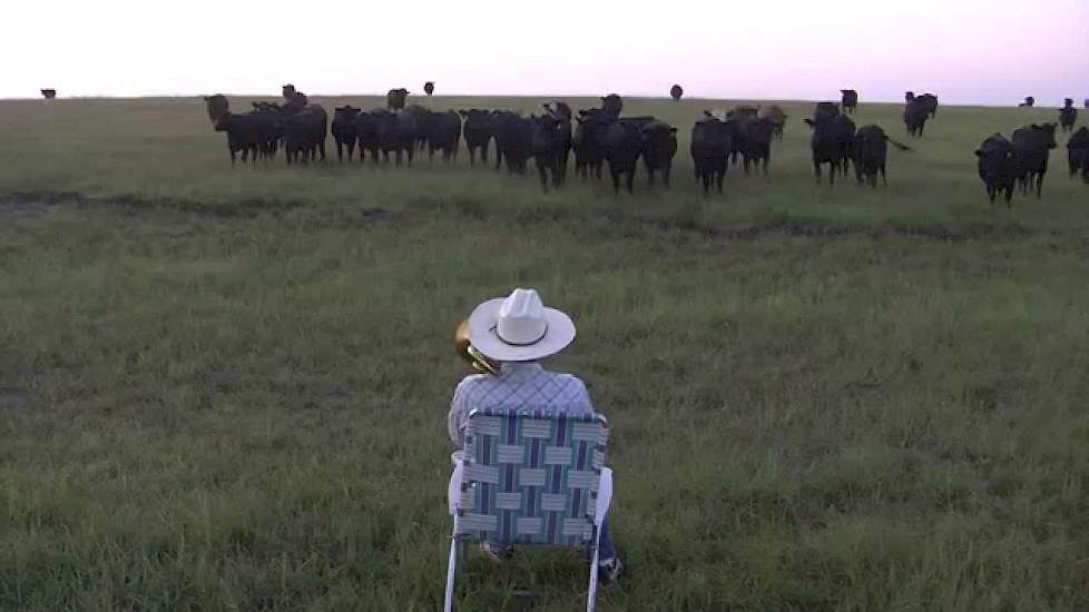 Serenading the cattle with my trombone (Lorde - Royals)