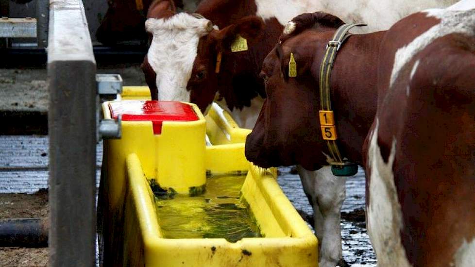 De thermo-drinkbakken  houden het water in de zomer koel en in de winter stromend, zonder dat daarbij gebruik wordt gemaakt van elektrische stroom.