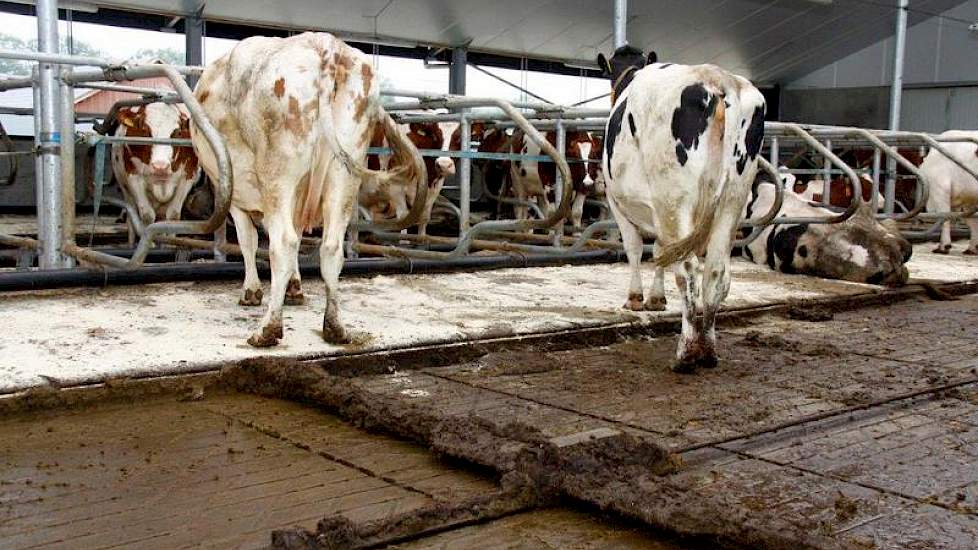 Volgens Bomans is de vloer prima beloopbaar. „Ook tijdens de droge periode van de zomer ging het redelijk goed”, stelt hij. Daarbij zit de stal nu met 47 koeien nog niet vol. Er kunnen er 65 in; dan droogt de vloer nog minder snel op.