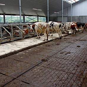 Ook Bomans koos voor de nieuwe welzijnsvloer van Altez Noord. Ook het comfortmatras in de boxen komt van Altez.