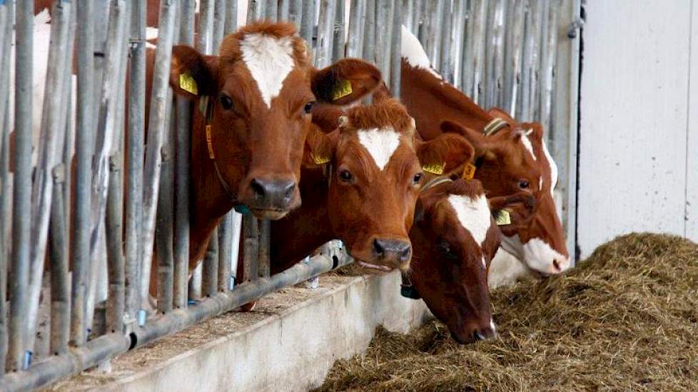 De veehouder koos over de hele lengte van de stal voor een vastzetvoerhek.