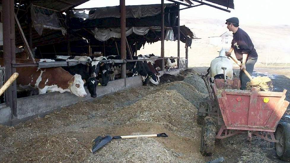 Het voeren met paard en wagen op de tweede huurplek.