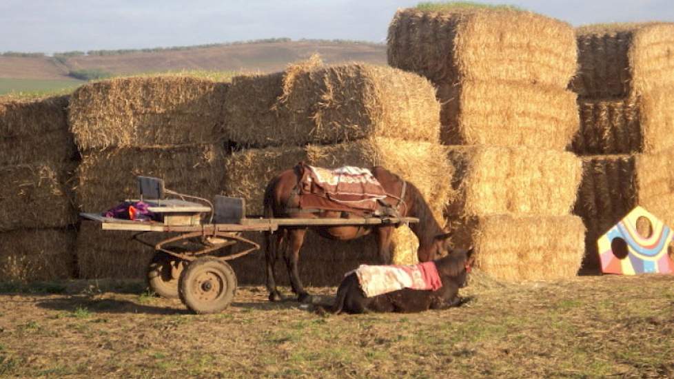 Personeel komt met paard en wagen.