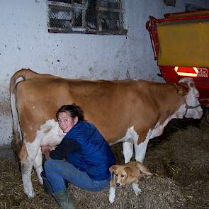 Miranda met de koeien met de hand op de eerste huurplek.