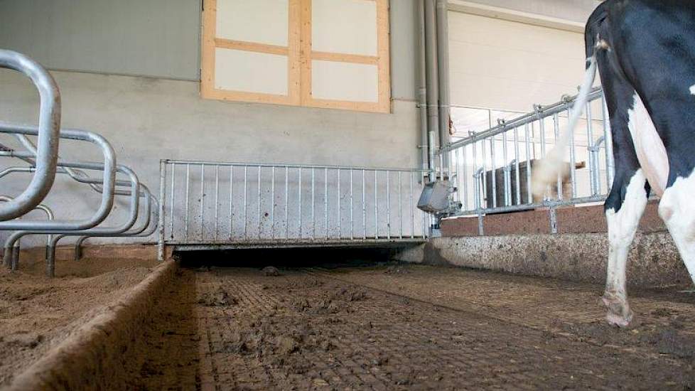 De Maatlatstal is putloos gebouwd. De W5-vloer van HCI voert de urine af, die komt via de giergoot en een buizensysteem in een apart mestbassin.